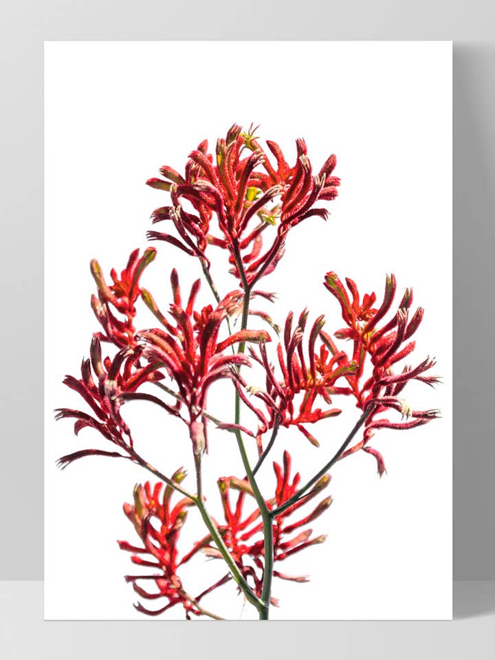 Kangaroo Paw Print. Native Australian Red Flower Wall Art for wholesale by PRINT AND PROPER