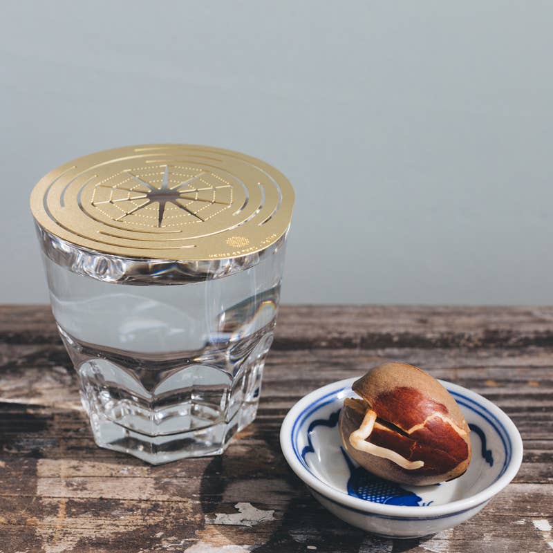 House Of Thol - Wholesale Plant Pot - HELIOS - Propagation Disk for Cuttings, Bulbs & Pits13