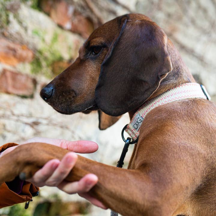 FUNKY DOG – wholesale Halsband - Hund – Hampahundhalsband Miljövänligt, Hållbart, Andningsbart