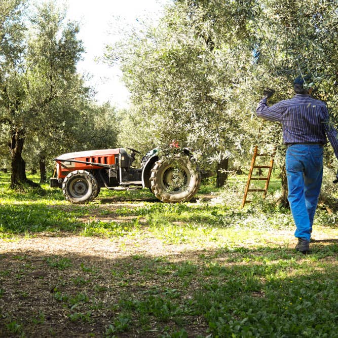 Zia Pia - Vente Huile d'olive - Huile d'olive extra vierge Zia Pia - En vrac3