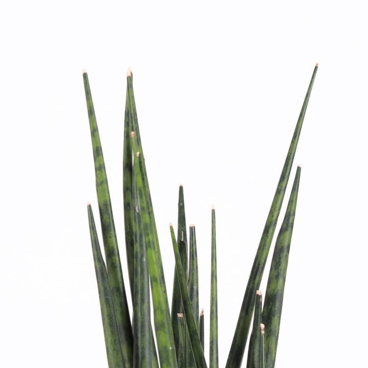 Thorsen's Greenhouse - Wholesale Live Plant - Sansevieria Fernwood - Live Plant2