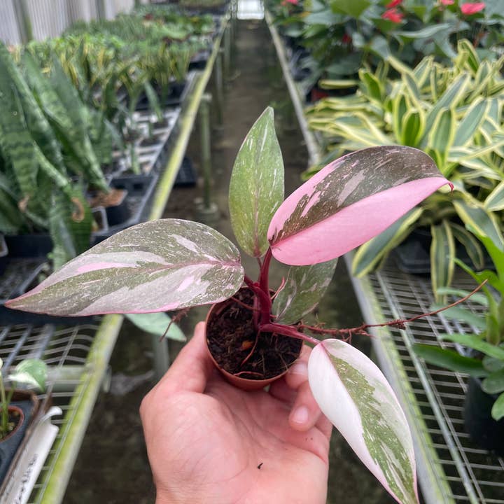 House Plant Wholesale - Wholesale Live Plant - Philodendron 'Marble Pink Princess' 2" Pot