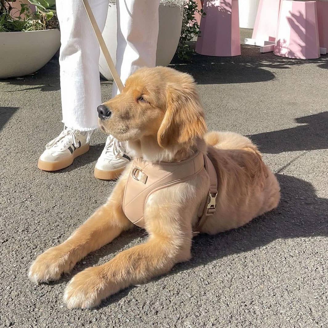 Pups & Bubs - Wholesale Pet Harness - Dog - Roam Luxe Harness (Desert) | Dog Walking Gear | Dog Harness3