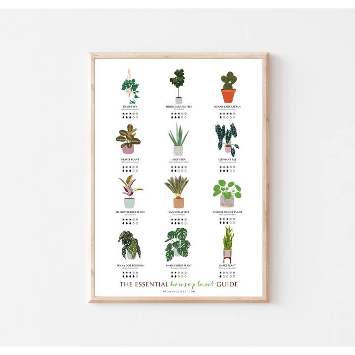 Houseplants Care Guide for wholesale by Brown Budapest