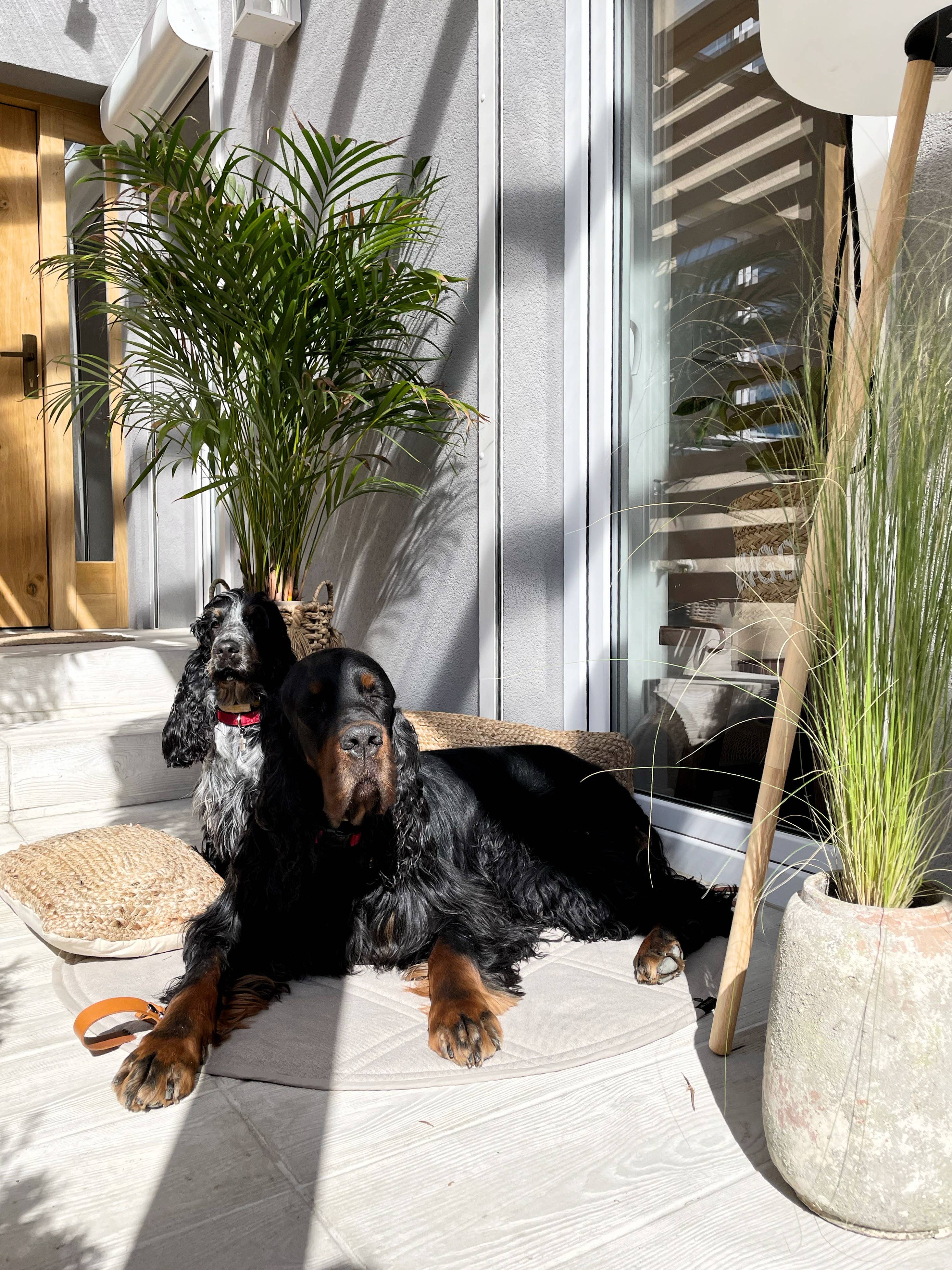 Labbvenn – Engroshandel Kæledyrsmåtte – Hund – Okka kompakt og alsidig rejsemåtte til kæledyr24