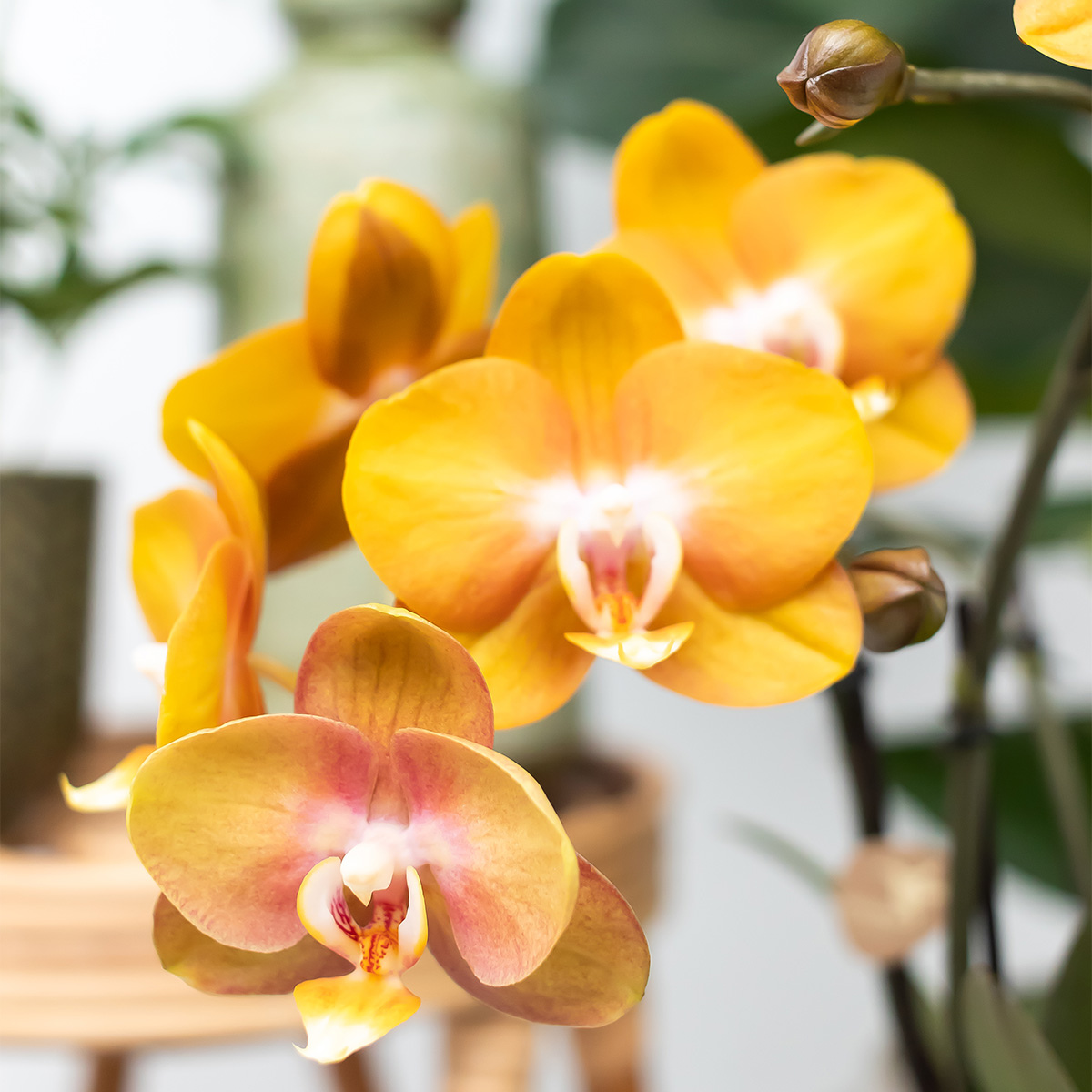 Oasis of Life - Wholesale Live Plant - Phalaenopsis Orchid "Las Vegas" – 2 Plants – Orange – Ø12cm – Houseplant with 3-4 Flower Stems – Noble Multiflora Orchid for Home & Office1