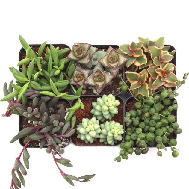Trailing & Strings Succulent Pack - 6 Varieties - 1 Each for wholesale by Best Plant Friend
