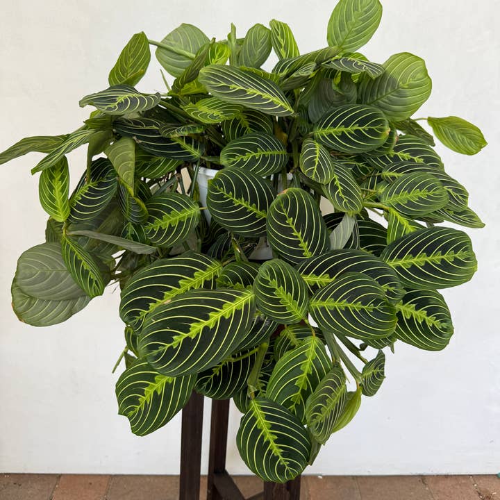 Plant Vault - Wholesale Live Plant - Lemon Lime Maranta (large)0