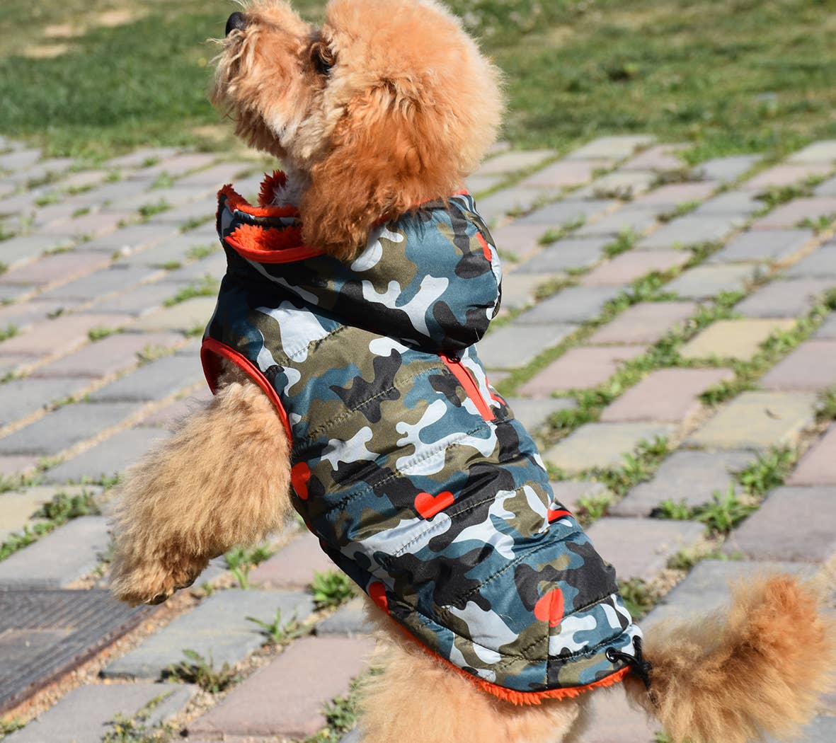 Nayeco – wholesale Hundjacka - Hund – Armyjacka med luva för hundar2