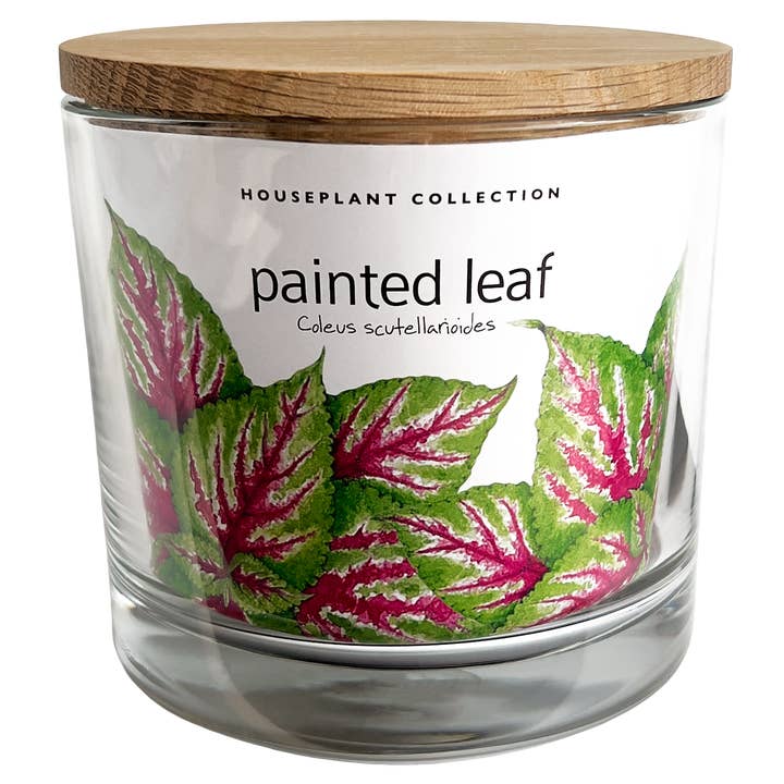 Houseplant Collection | Painted Leaf  | Valentine's Day for wholesale by Potting Shed Creations, Ltd.