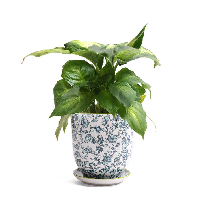 Chive - Wholesale Plant Pot - Liberte Indoor Porcelain Plant Pots