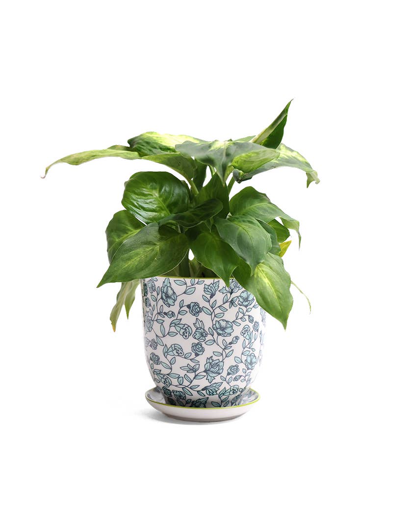 Liberte Indoor plant pots with drainage 3 & 5 inch planter for wholesale by Chive