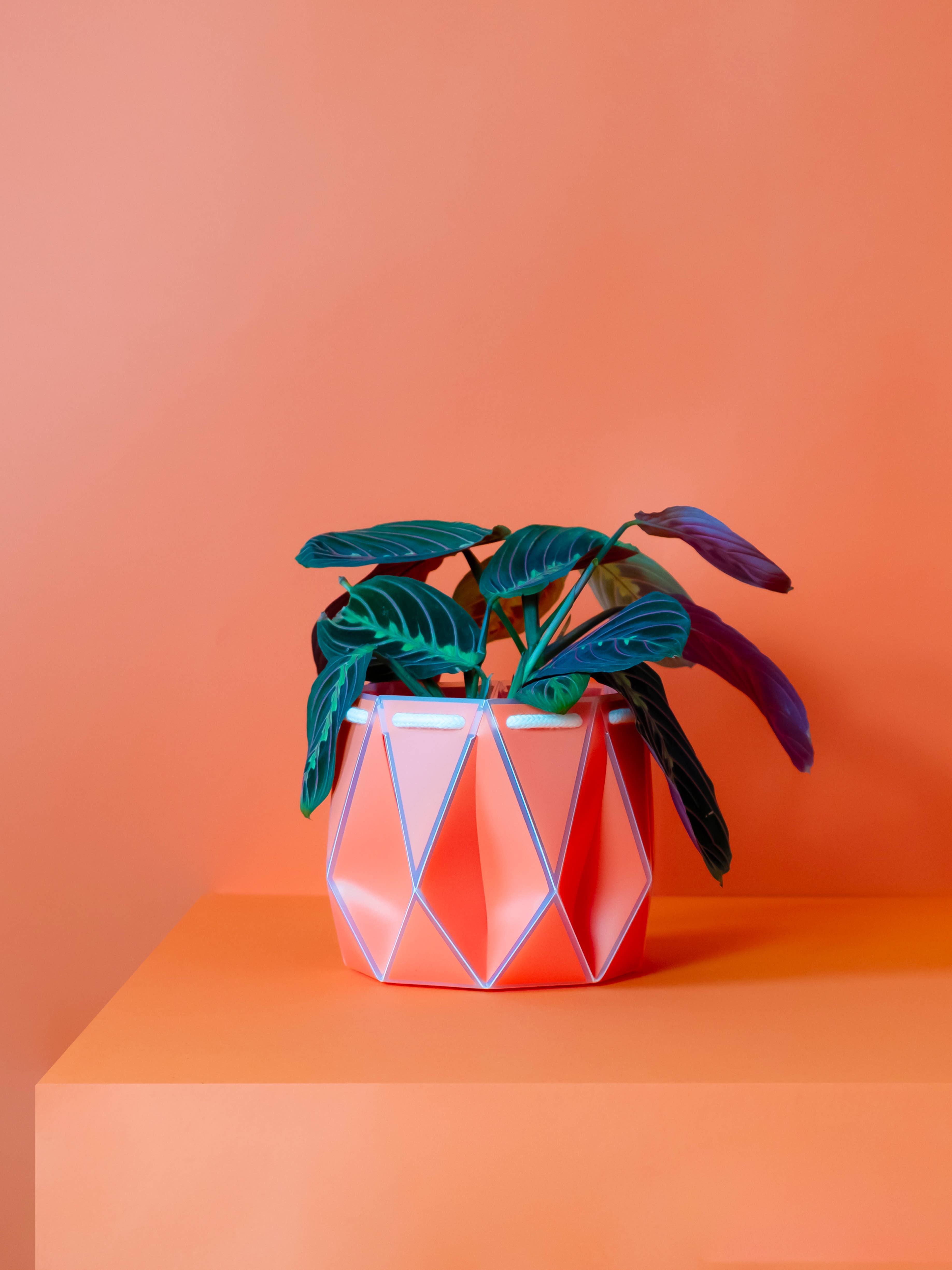 POTR - Venta al por mayor Macetas - Maceta POTR autocontrol de riego de 15 cm | Coral2