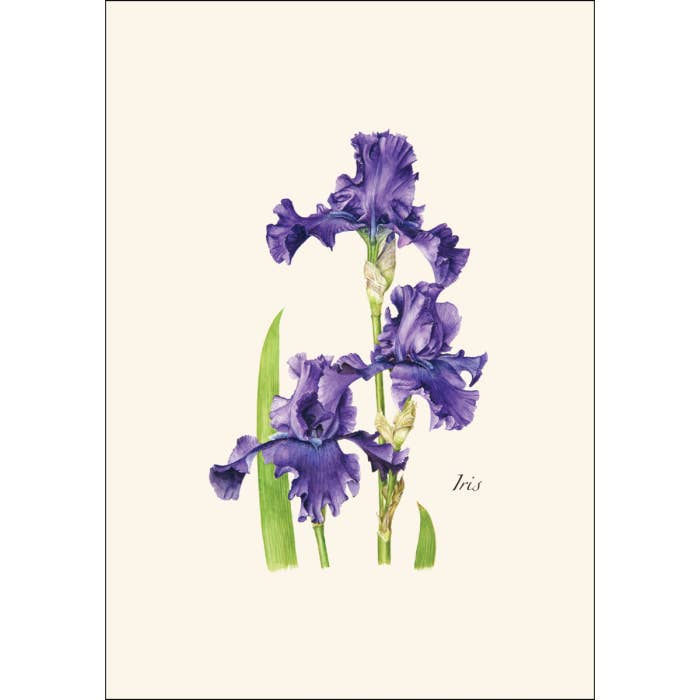 Earth Sky + Water - Wholesale Stationery/Notecard Set - Iris Assortment1