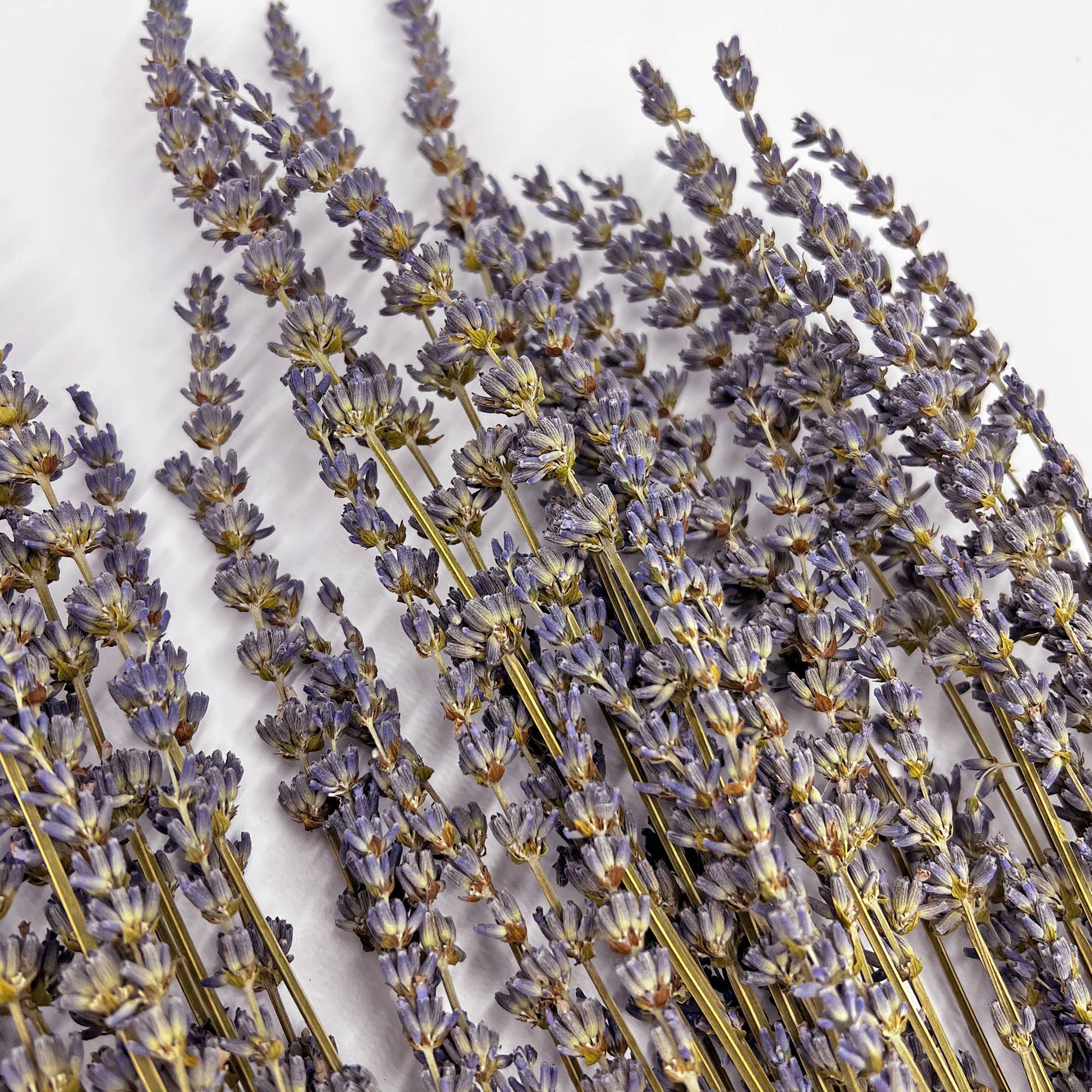 2626 Designs – Engroshandel Tørrede/pressede blomster – Tørrede konserverede lavendelbuketter, 53 cm, flere farver16