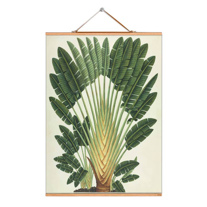 Scroll picture illustration # 241/Palm/Traveler tree for wholesale by Eicie
