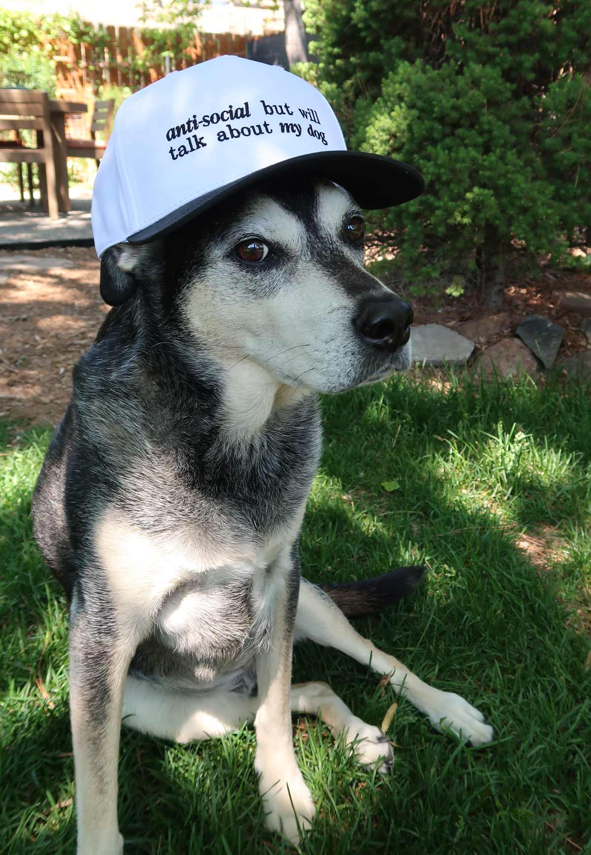 Sundrop - Vente Casquette de camionneur – unisexe - Asocial mais je parlerai de [mon chien] Casquette personnalisable1