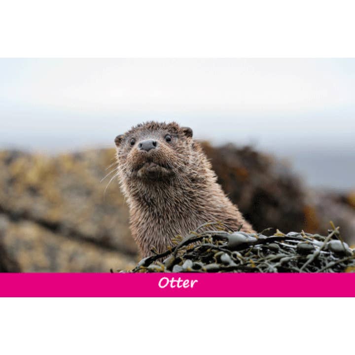 Pequeña postal con forma de nutria para venta al por mayor de Island Blue Publishing