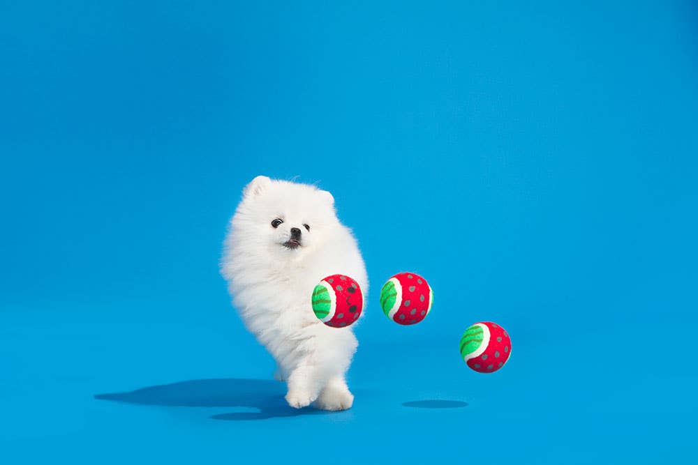 Pet Palette Distribution - Wholesale Pet Squeaky Toy - Dog - BARK Watermelon Tennis Balls2