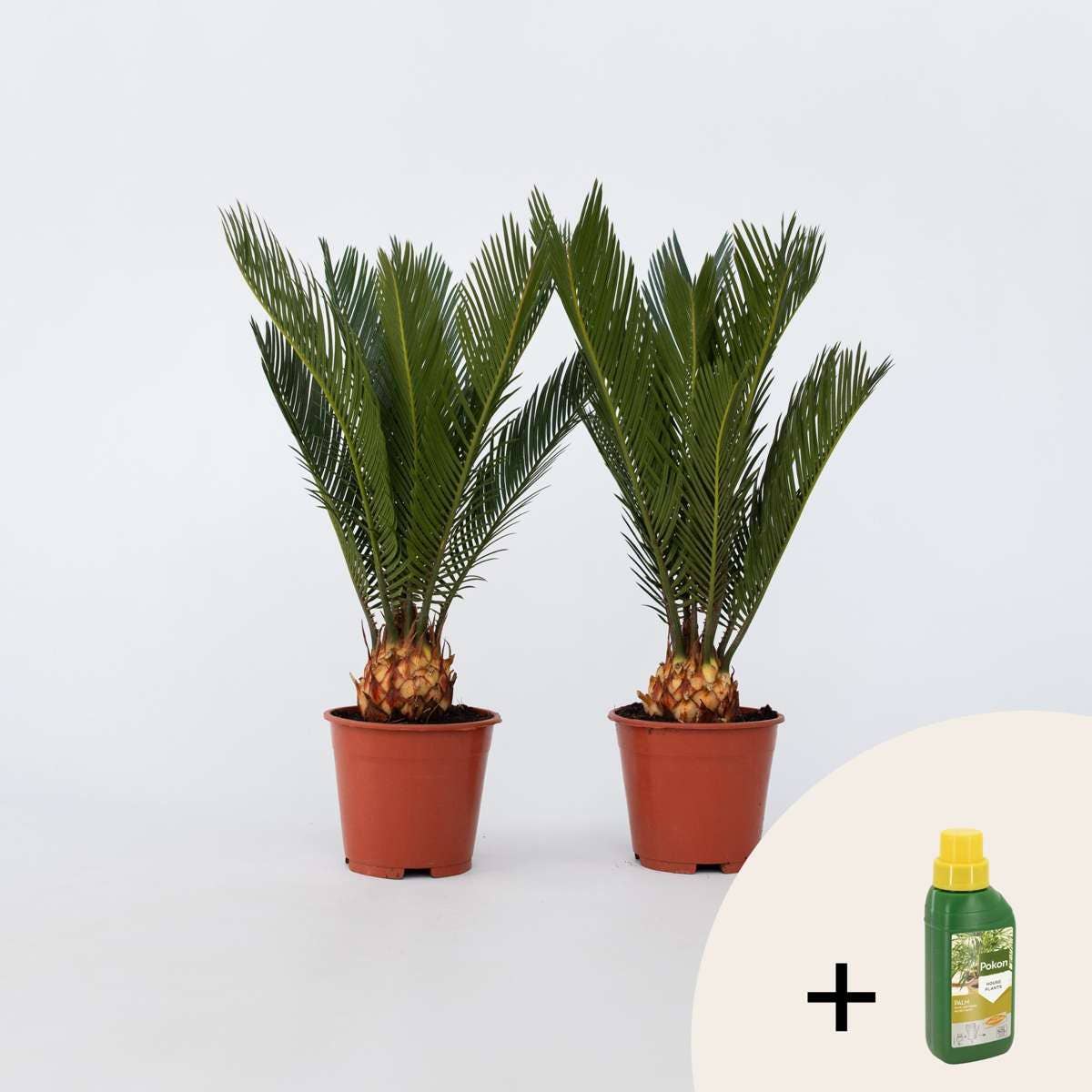 Oasis of Life – wholesale Levande växt – Sagopalm – 2 växter – Cycas Revoluta – Höjd 45–60 cm – Ø15 cm – Exotisk inomhus- och krukväxt – Ädel palm med glänsande blad – Inklusive växtnäring0
