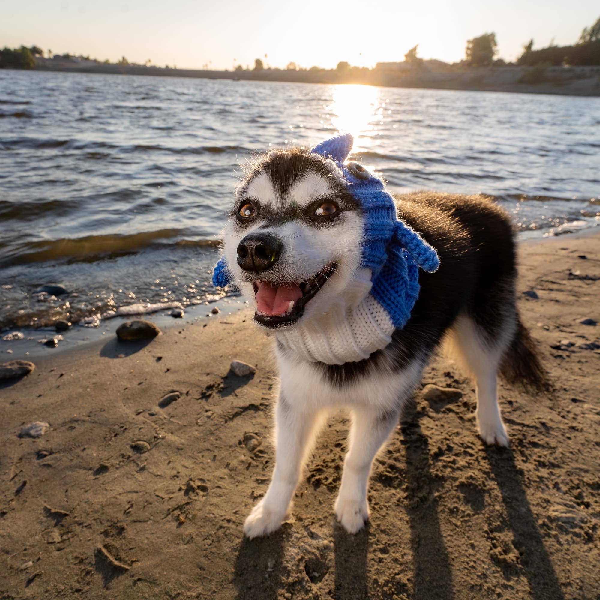 Zoo Snoods - Wholesale Pet Snood - Dog - Baby Shark Dog Snood8