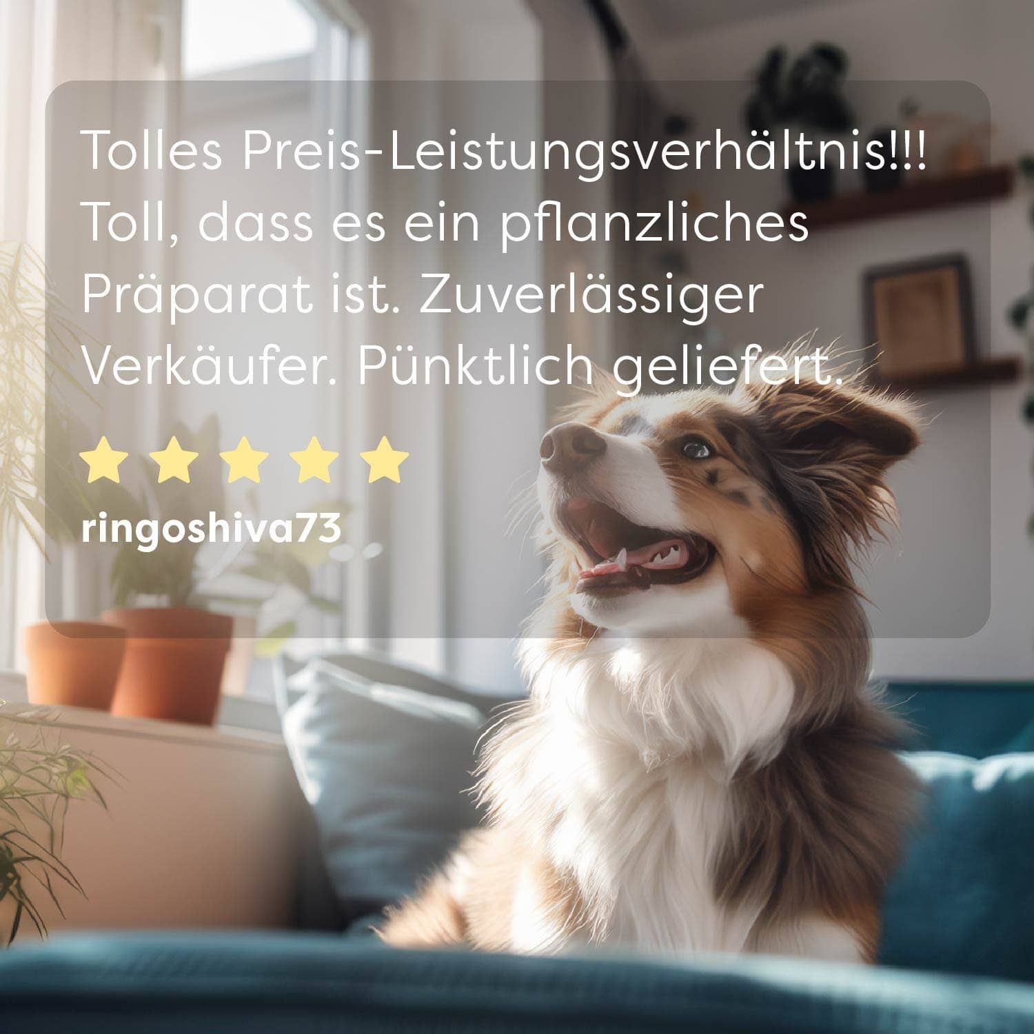 DrSAM - Vente Compléments alimentaires – chien - wufit chien - comprimés complémentaires avant et après une infestation de vers7