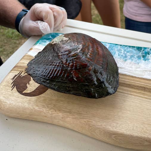 Island Pearl Traders - Vente Parures de bijoux - Huître perlière géante1