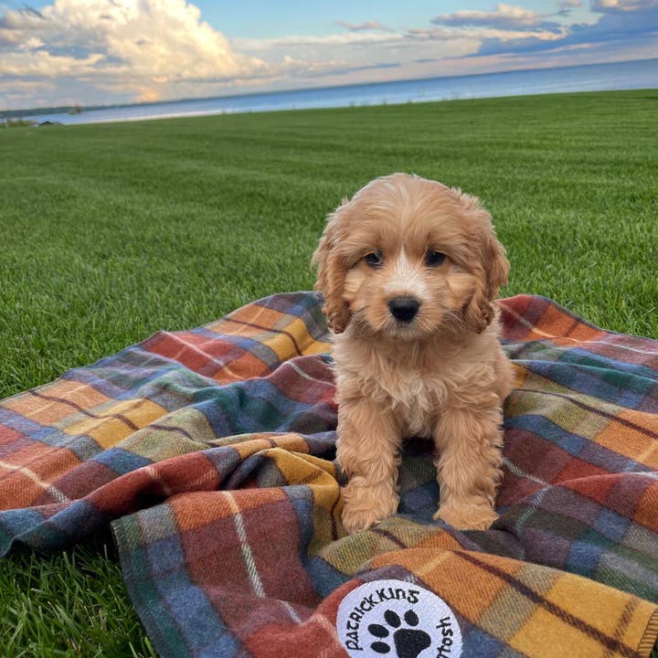 Antique Buchanan Dog Blanket Small/Med and other Purchase Wholesale dog bed with blanket. Free Returns & Net 60 Terms on Faire trending on Faire.
