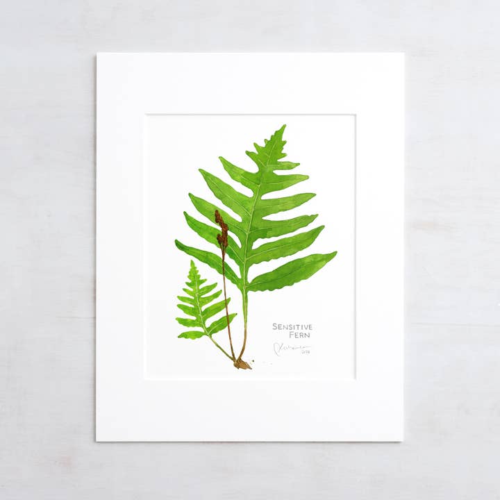 Studio Tuesday - Wholesale Art Print - Sensitive Fern Botanical Watercolor Print