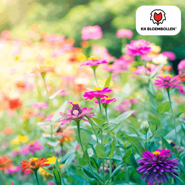 Oasis of Life – Großhandel Pflanzensamen – Wildblumensamen – 100g für 30–50m² – Bienen- & Schmetterlingsfreundlich – Einjährige & mehrjährige Blumen – Für Garten, Wiese, Beet – GVO-frei & nachhaltig1