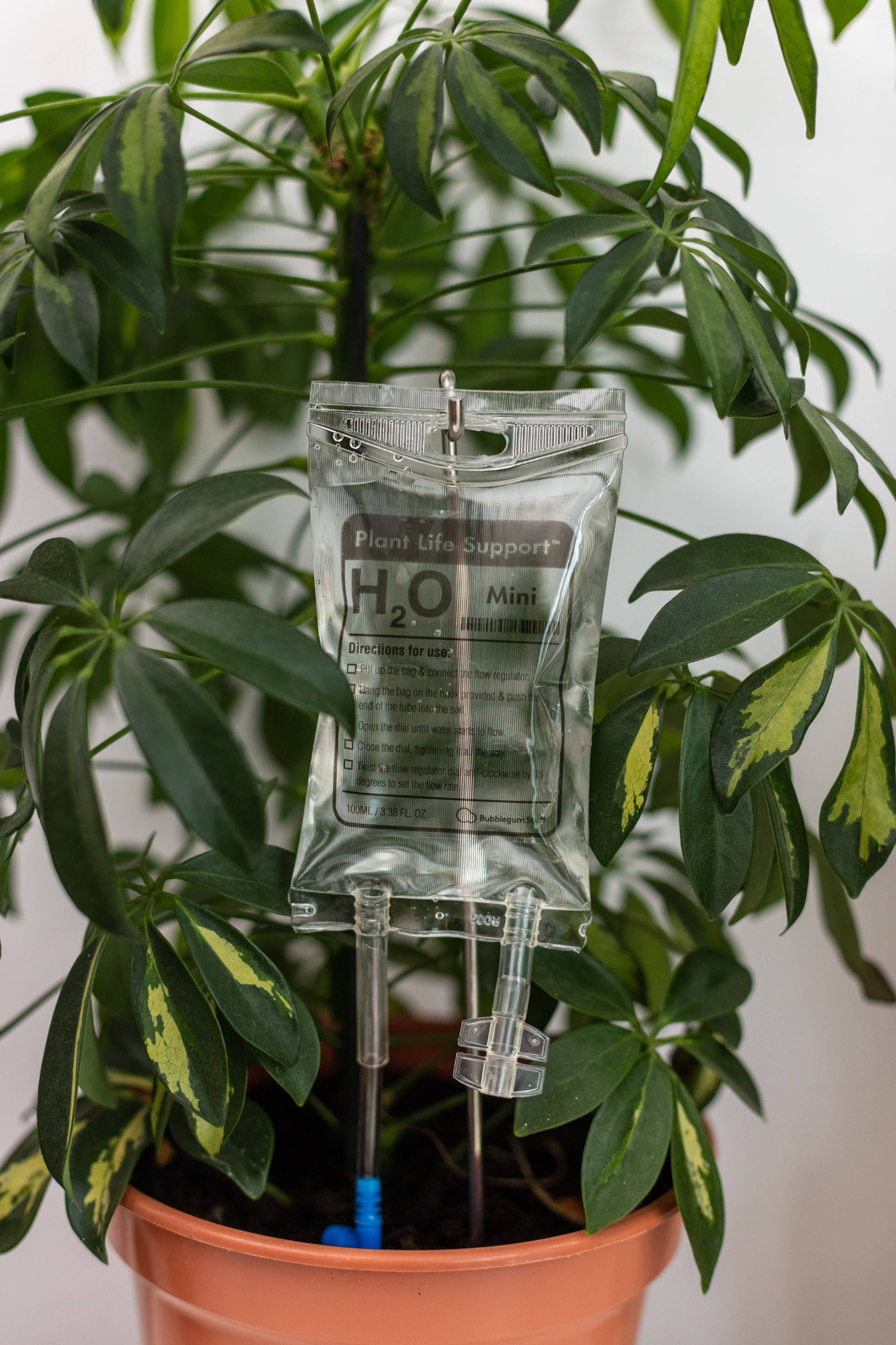 Bubblegum Stuff UK - Vendita all'ingrosso Attrezzi da giardino - Mini supporto vitale per piante | Irrigatore per piante | Calza di Natale2