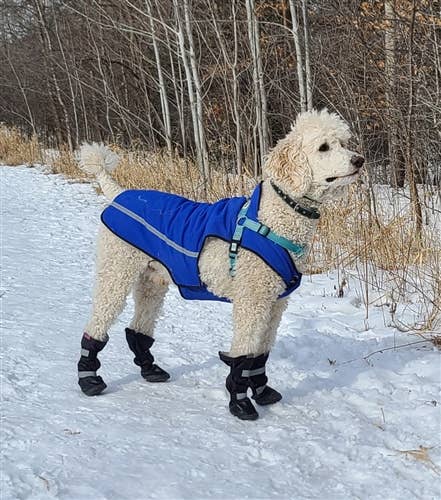 AllDogBoots - Wholesale Hondenlaarzen - Hond - Alldogboots Hi-Toppers winterlaarzen voor honden, hoog en robuust4