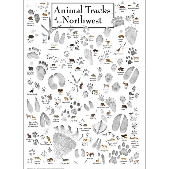 Earth Sky + Water - Wholesale Poster - Animal Tracks of the Northwest Poster