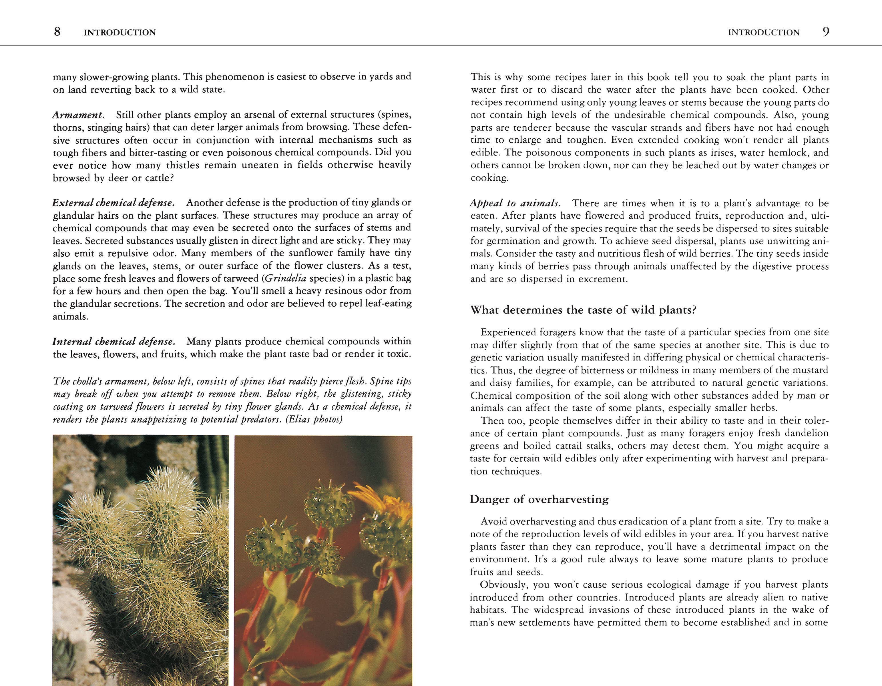 Hachette Book Group - Wholesale Nature & Outdoors - Edible Wild Plants: A North American Field Guide3