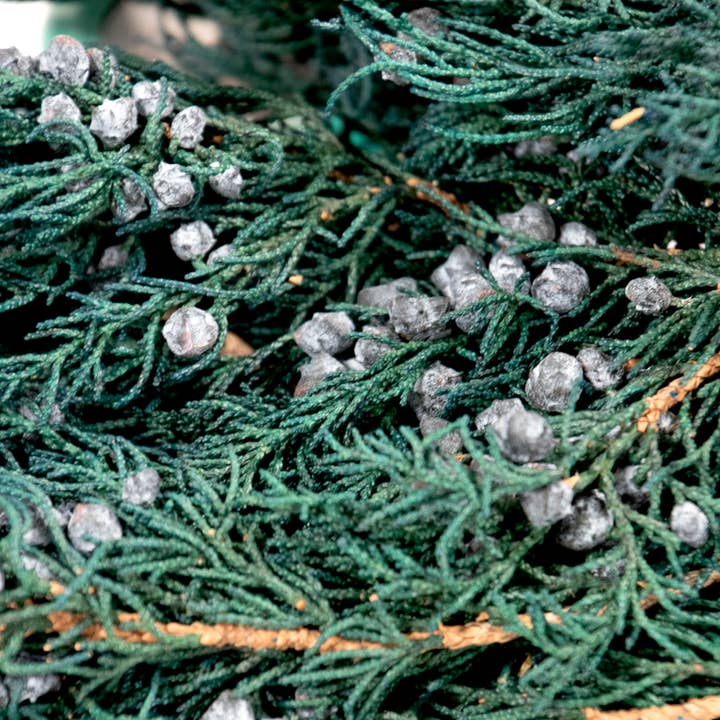 Andaluca - Wholesale Dried/Pressed Flowers - Preserved Juniper Bundle #2333