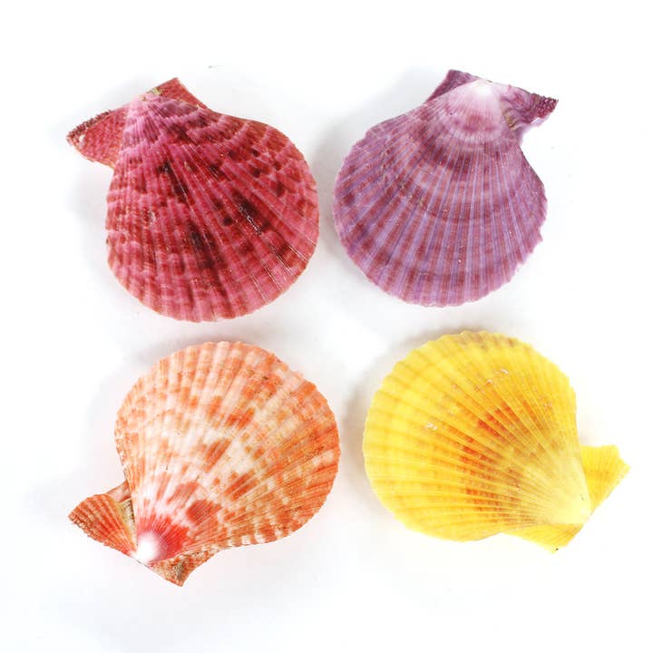 Colorful Pectin Nobolis Paired Shells for wholesale by California Seashell Company