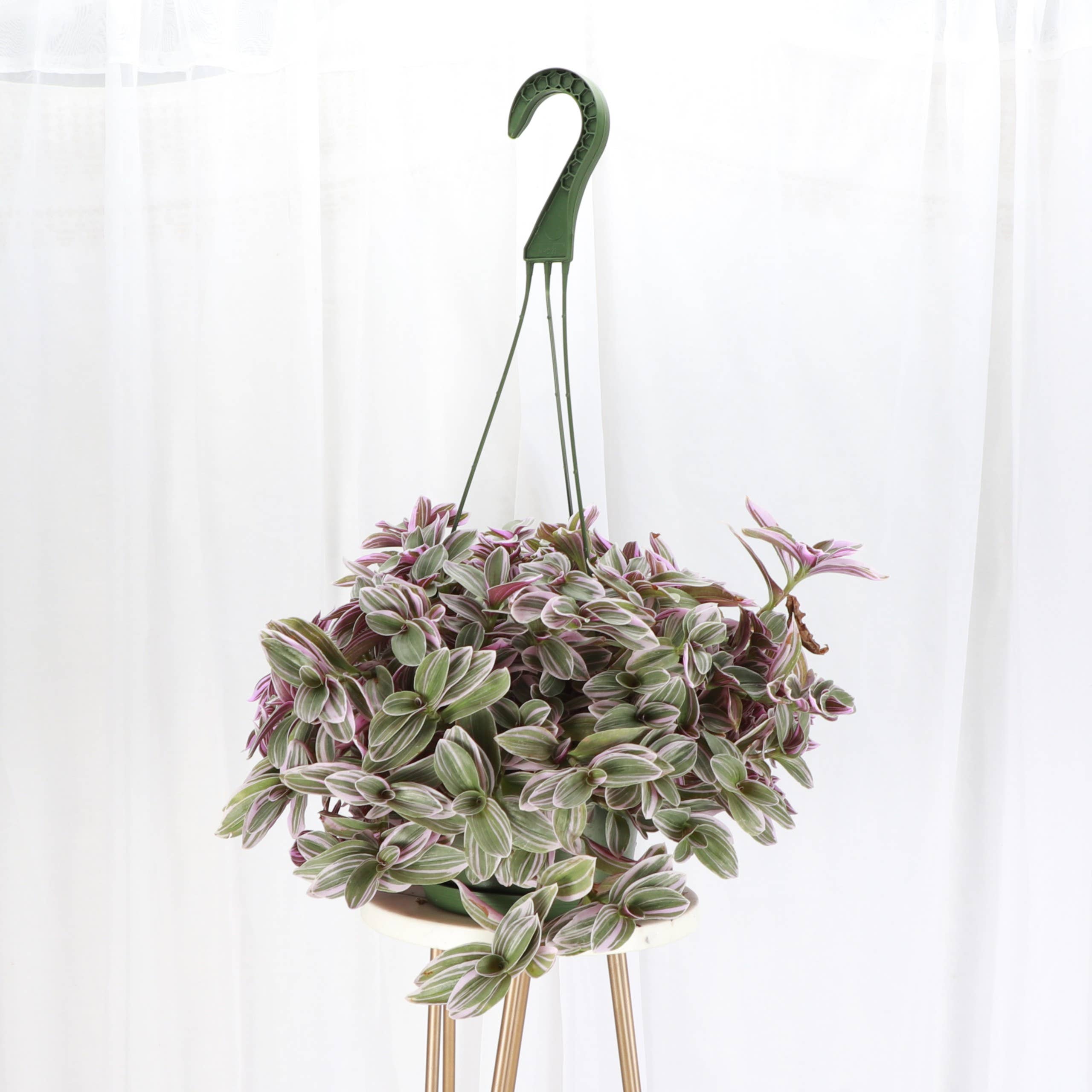 Thorsen's Greenhouse - Wholesale Live Plant - Tradescantia Hanging Basket - 6" Live Plant2