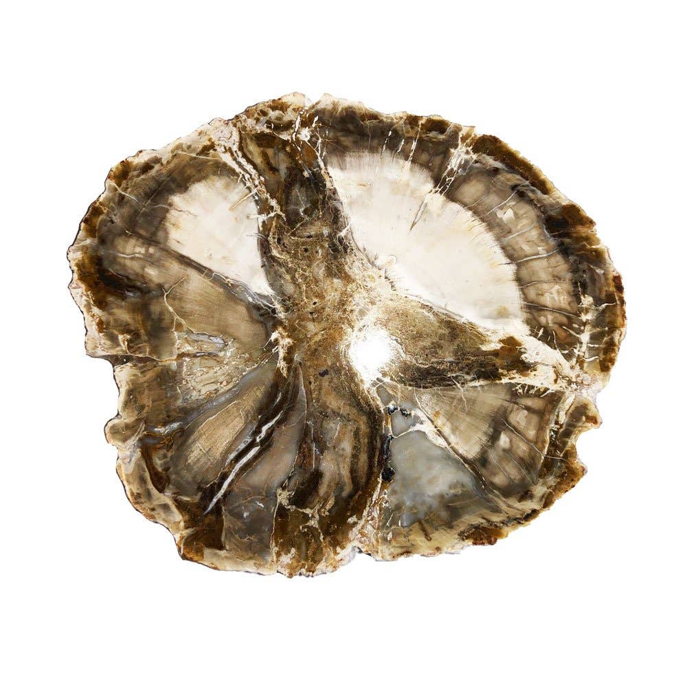 France Mineraux - Vente Pierre et cristal de spiritualité - Bois Fossilisé - MCBF010