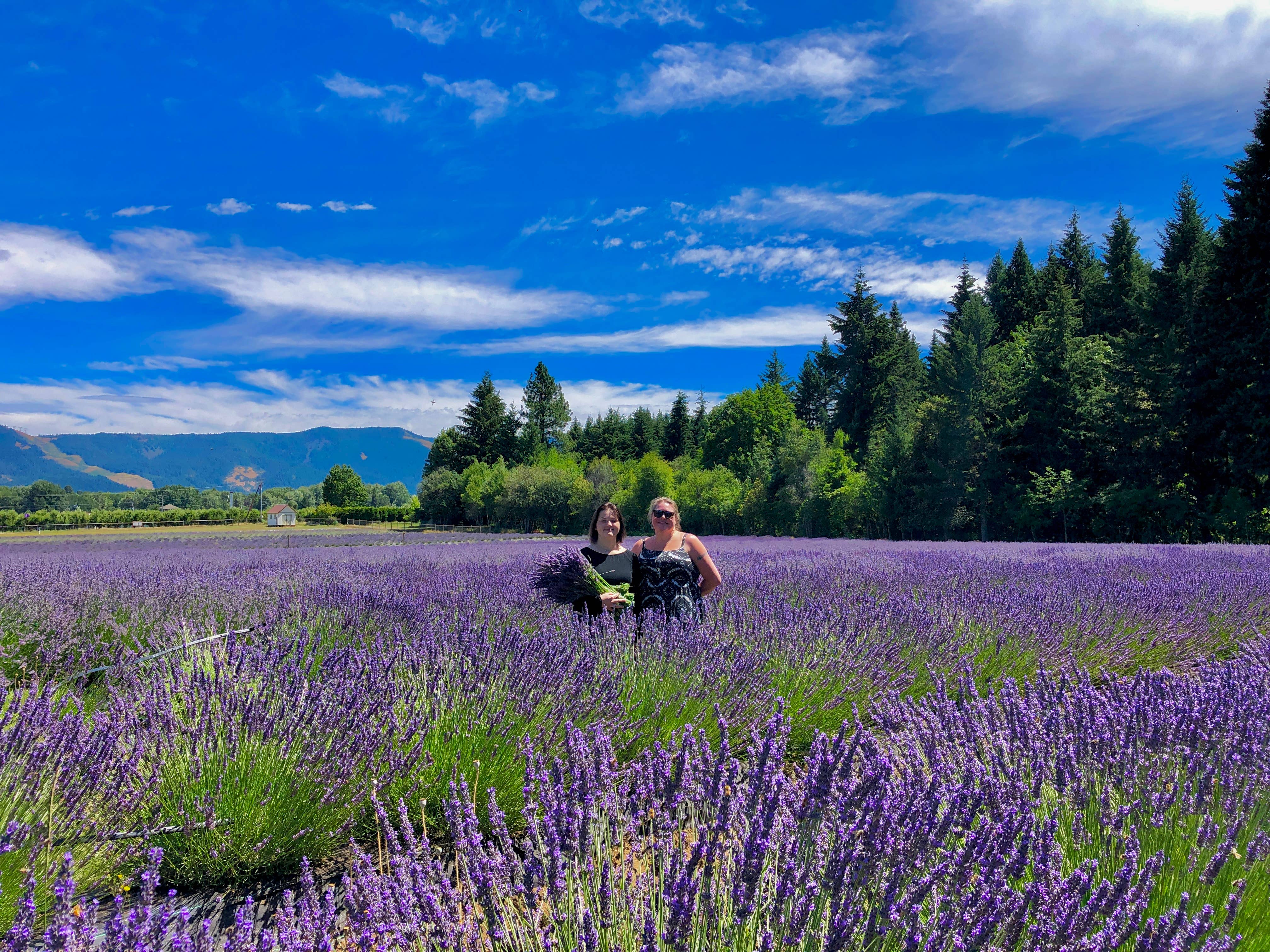 Van Gogh Lavender - Vendita all'ingrosso Erbe aromatiche - LAVANDA DI GRADO CULINARIO FRESCA DI FATTORIA3