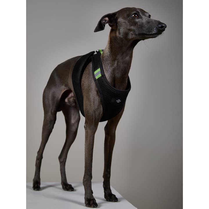 The Striped Dog - Wholesale Pet Harness - Dog - Italian Greyhound/Whippet Black Neoprene Harness