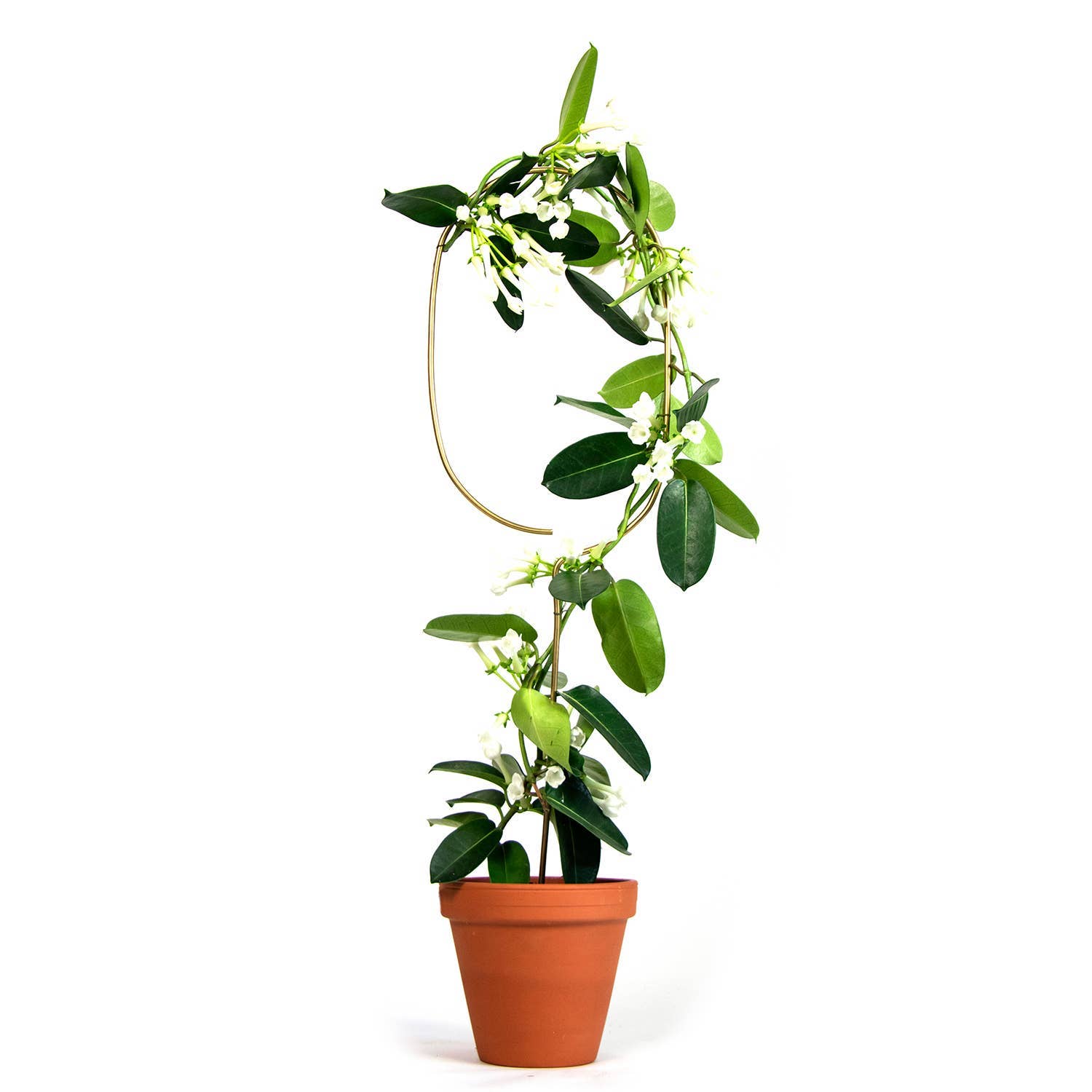 Botanopia USA - gifts , decor and cards for plant lovers - Wholesale Garden/Lawn Stake - Golden plant stake from metal – Arch2