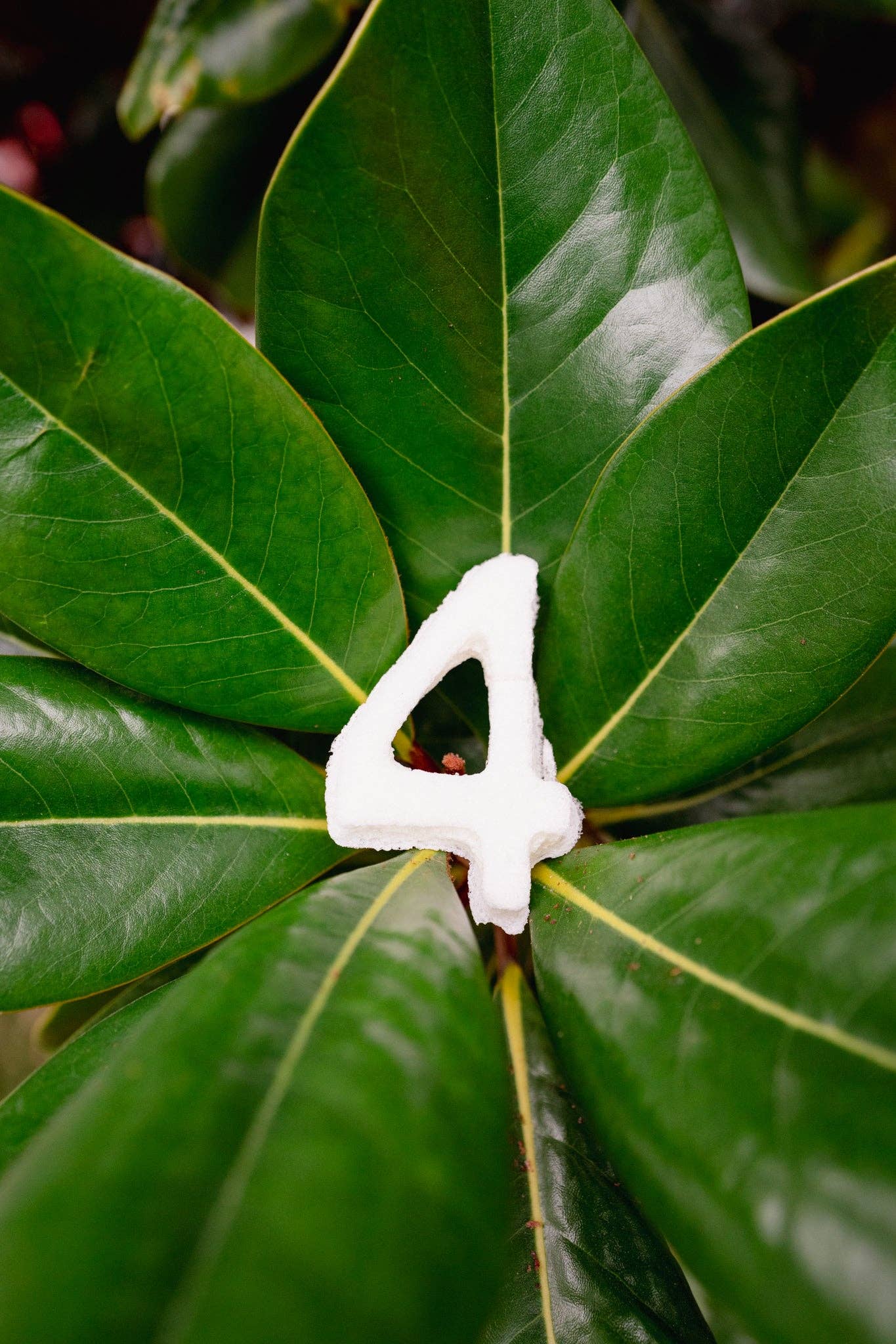 Love Liparu - Wholesale Pet Treats - Dog - MARSHMALLOW NUMBER | Freeze-Dried Dog + Cat Treat5