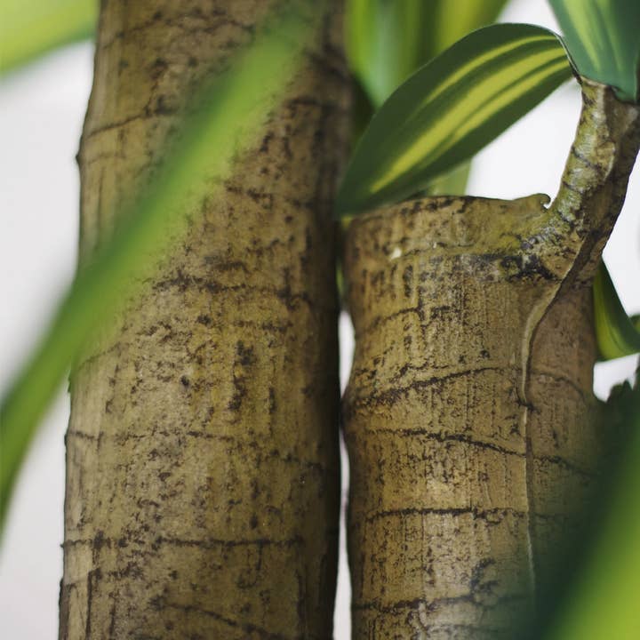 Maia Shop: No Duties for the US - Wholesale Artificial Plant - 5' Artificial Dracaena Tree 2