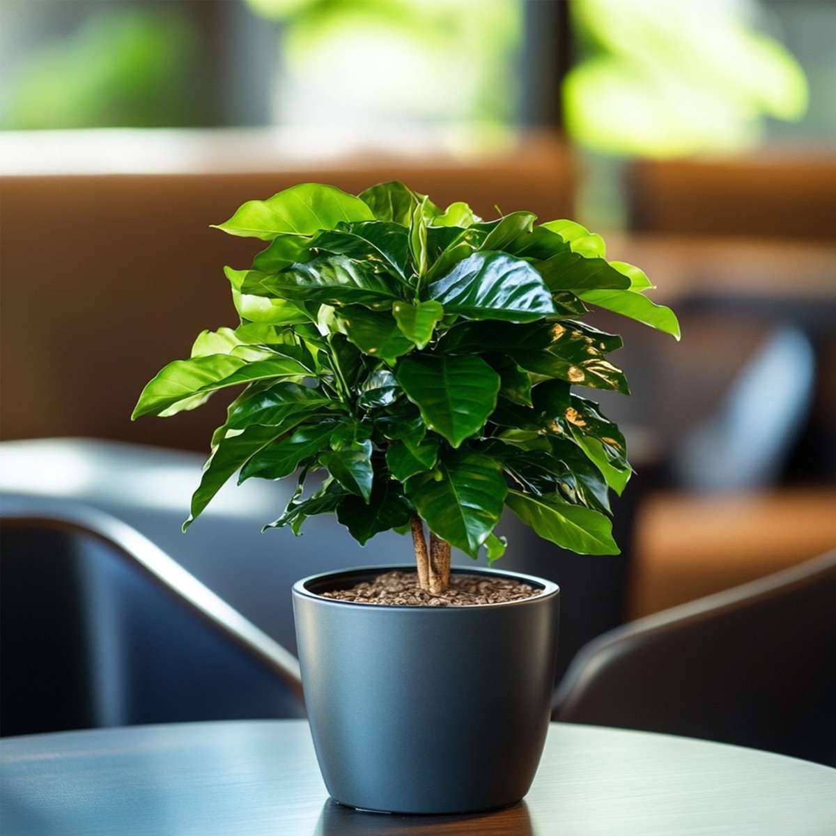 Oasis of Life - Wholesale Live Plant - Coffee Plant – Coffea Arabica – Height 25–40cm – Ø12cm – Real Coffee Tree – Easy-care Houseplant with Shiny Leaves – For Living Room, Kitchen & Office7