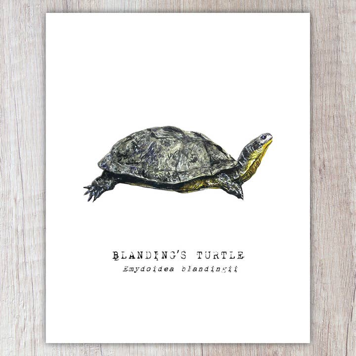 Blanding's Turtle A2 Card for wholesale by Brush & Bark