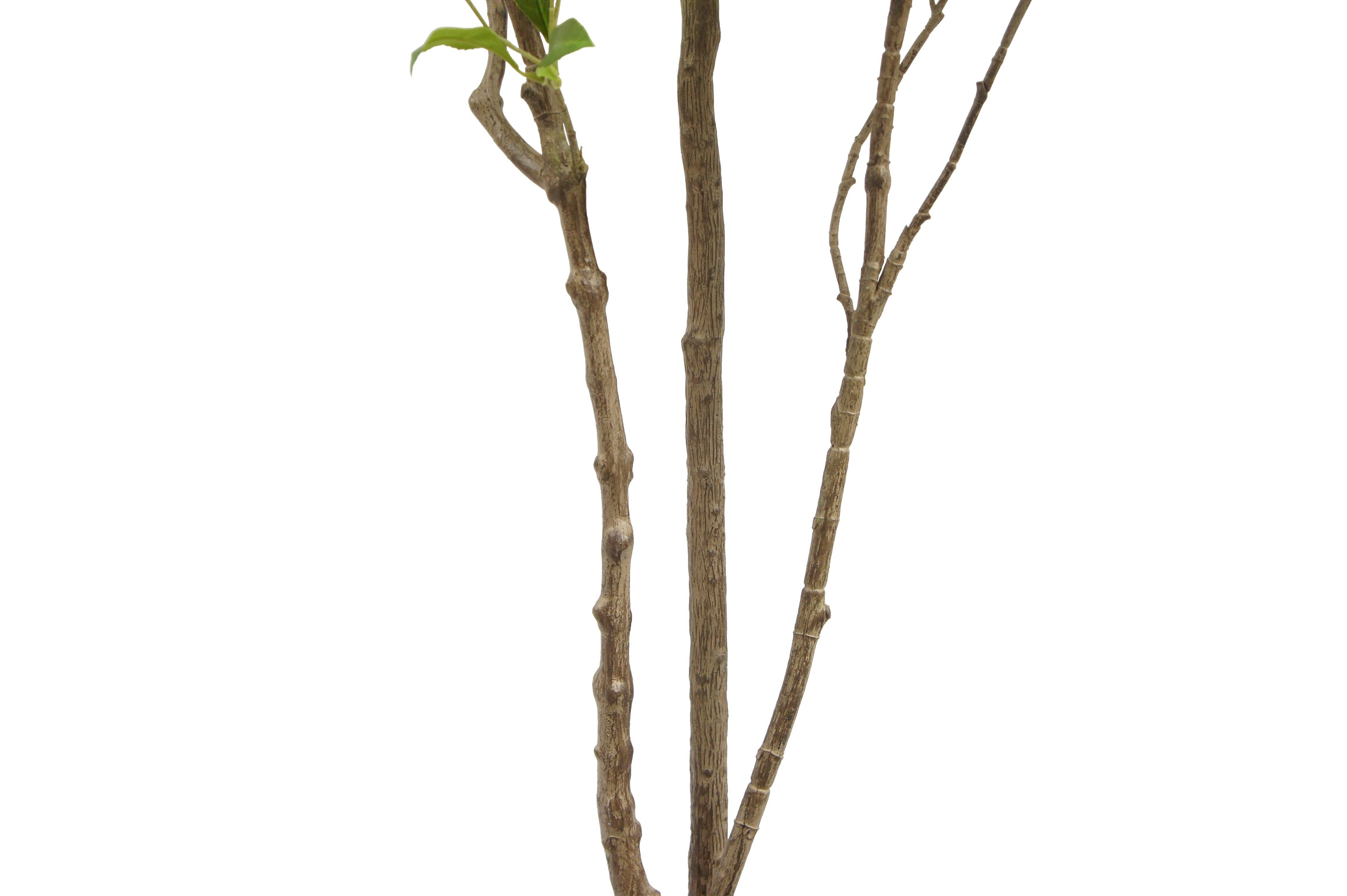 CG Hunter - Wholesale Artificial Plant - 7' Artificial Laurel Tree4