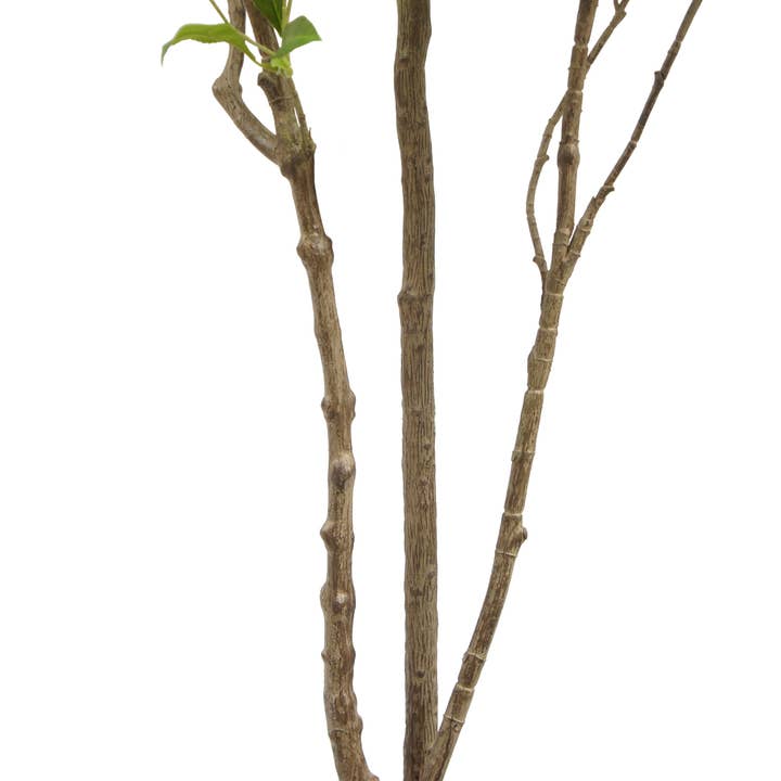 CG Hunter - Wholesale Artificial Plant - 7' Artificial Laurel Tree4