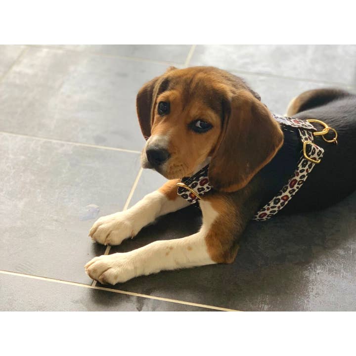 French Bandit - Wholesale Pet Harness - Dog - Leopard print dog harness5