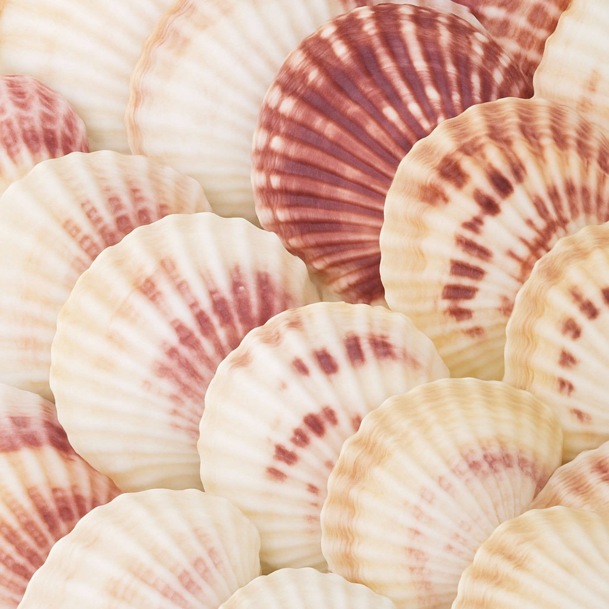 GLifee – Engroshandel Håndværk forsyninger – Kammuslingeskaller til Håndværk, Dekoration, Gave Engros8