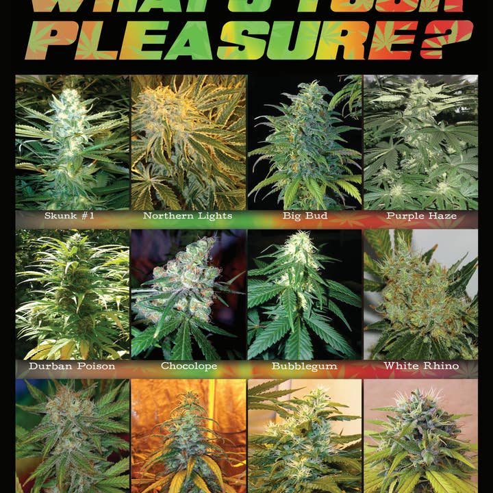 What's Your Pleasure-Signature Queen Blanket for wholesale by Silicon Valley Textiles, Inc